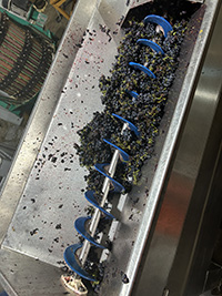 Image of Vignoles grapes in press
